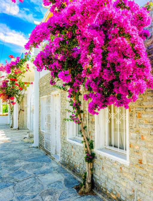 Billowin bougainvillea on a street corner in Bodrum Turkey