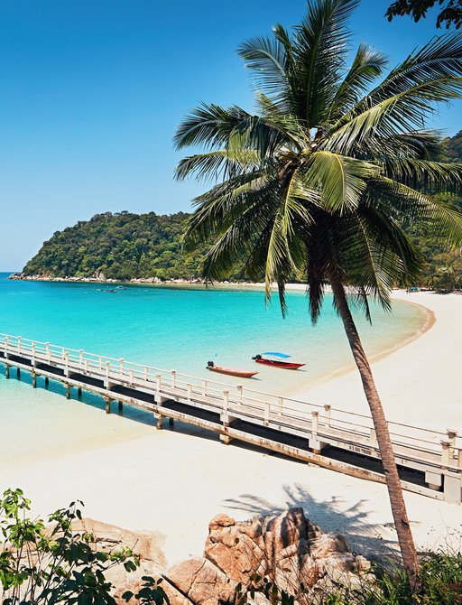 A palm tree on a beach in Malaysia