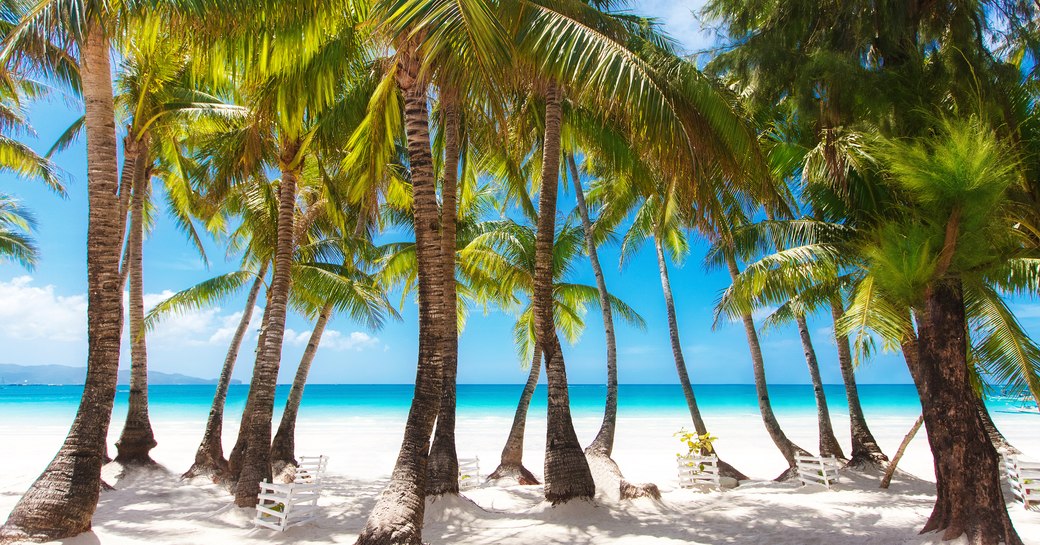 Palm tree lined beach in the Bahamas